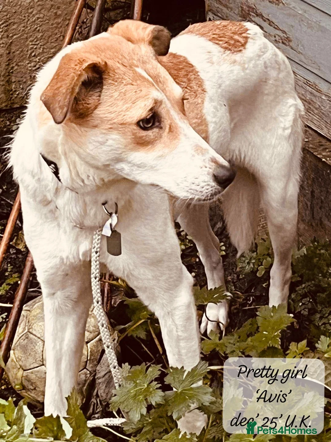 Mixed Breed dogs for adoption: Avis- 20 months - Available Devon area 🇬🇧🇬🇧 - Advert 6