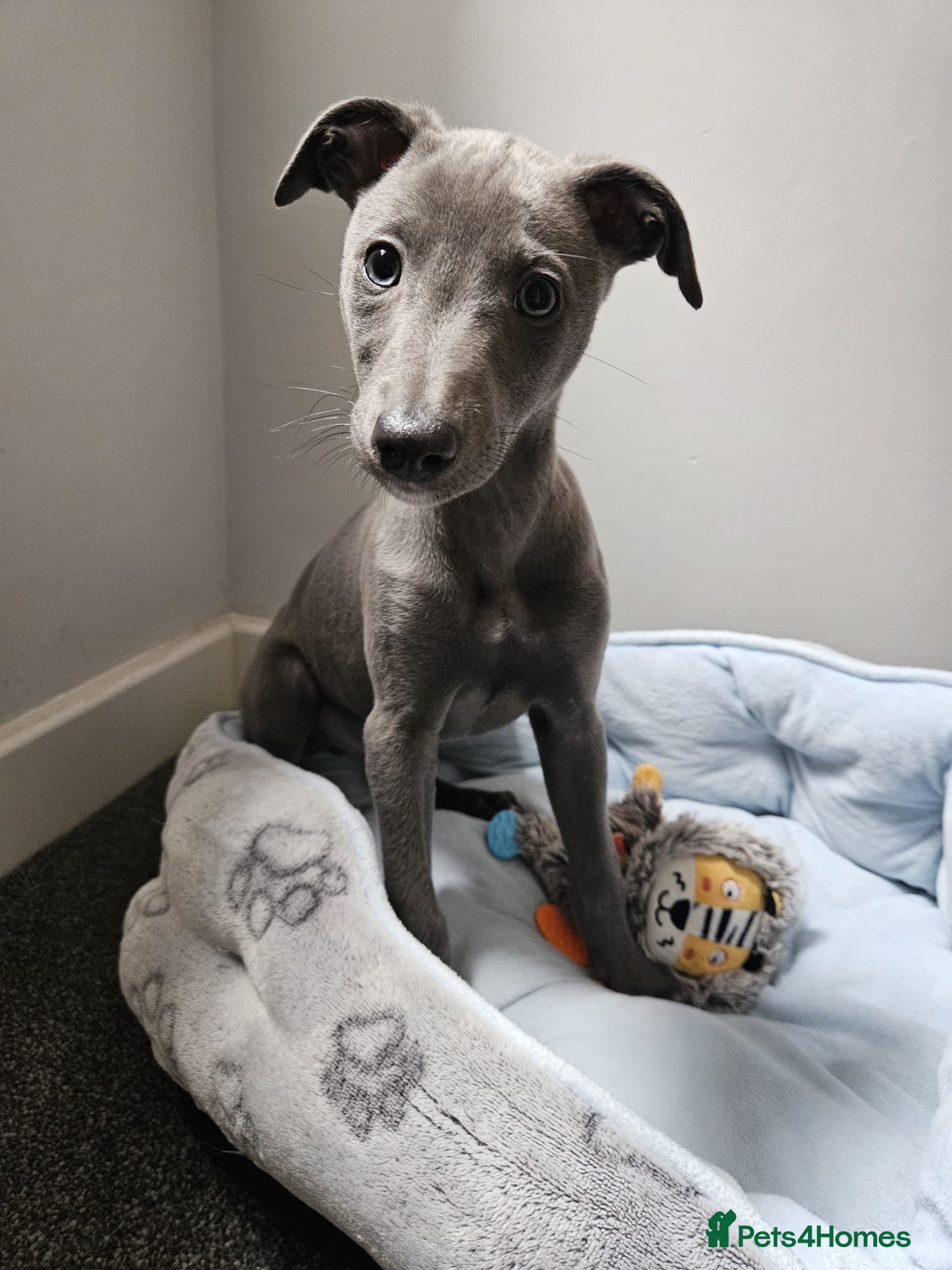 Whippet dogs Quality KC reg whippet puppies *1 boy available* - Advert 14