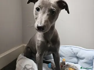 Whippet dogs Quality KC reg whippet puppies *1 boy available* - Advert 14