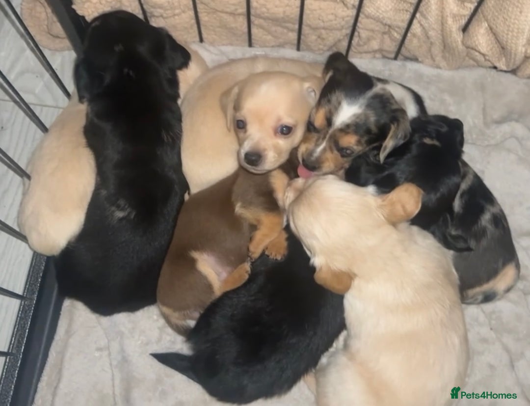 Chiweenie dogs for sale: Gorgeous Mini Dachshund X Puppies🐾 - Advert 16