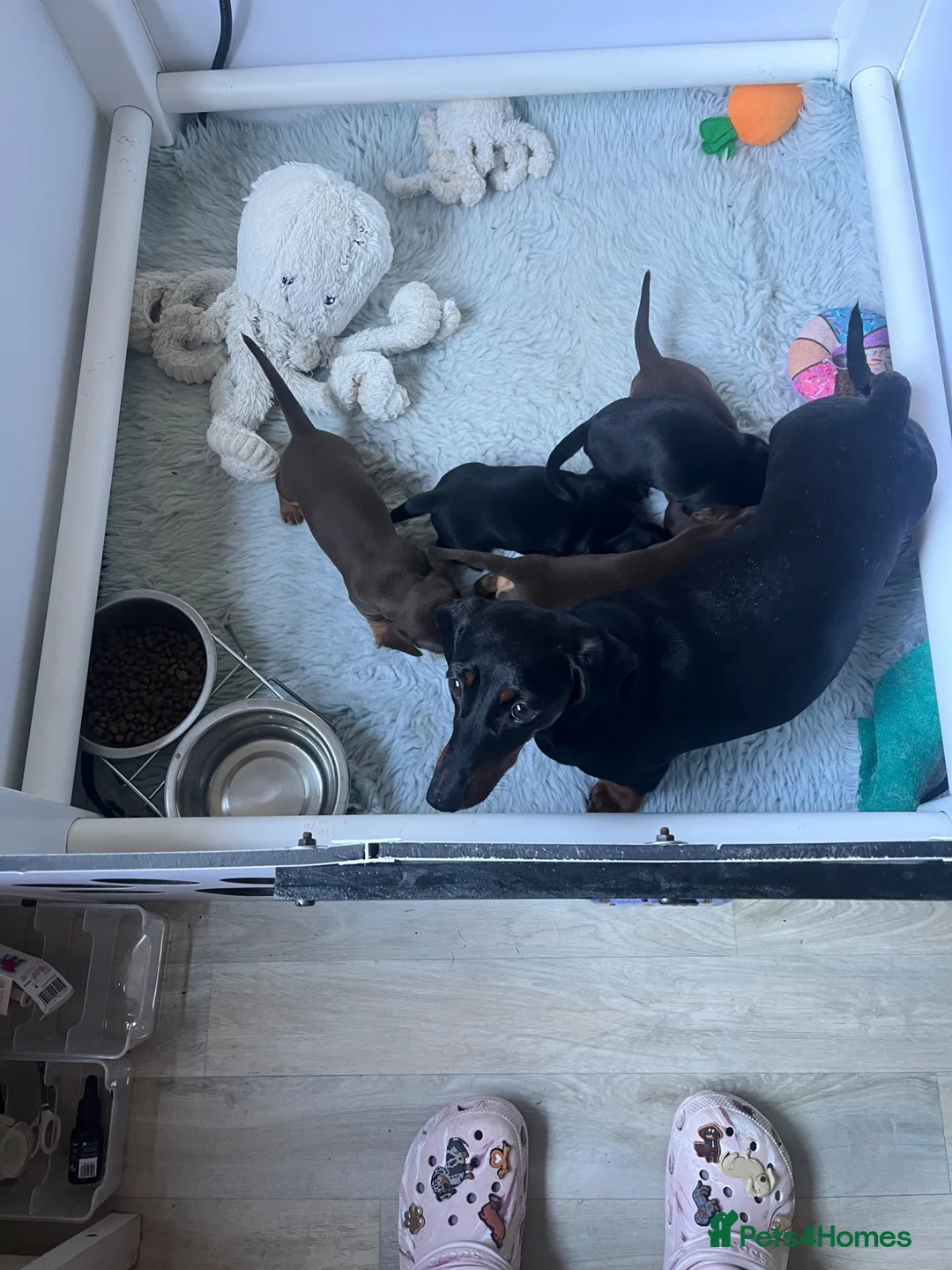 Miniature Dachshund dogs for sale: BEAUTIFUL MINI DACHSHUNDS  in Melrose - Advert 1