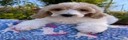 Standard Poodle dogs for sale: Standard poodle Fully vac Ready Now 1BOY LEFT  - Advert 17