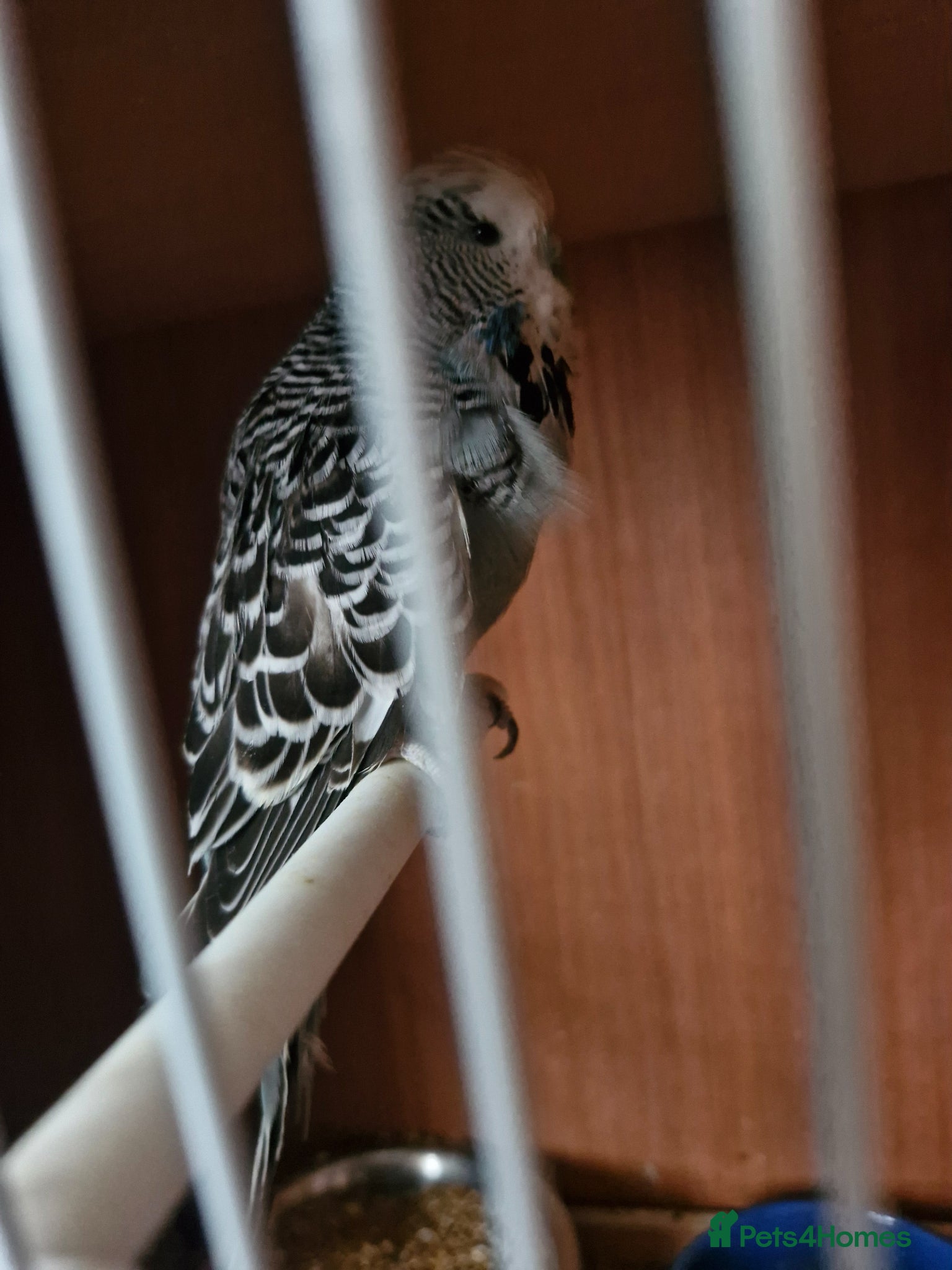 Finches birds for sale: Finches and budgies for sale  - Advert 10