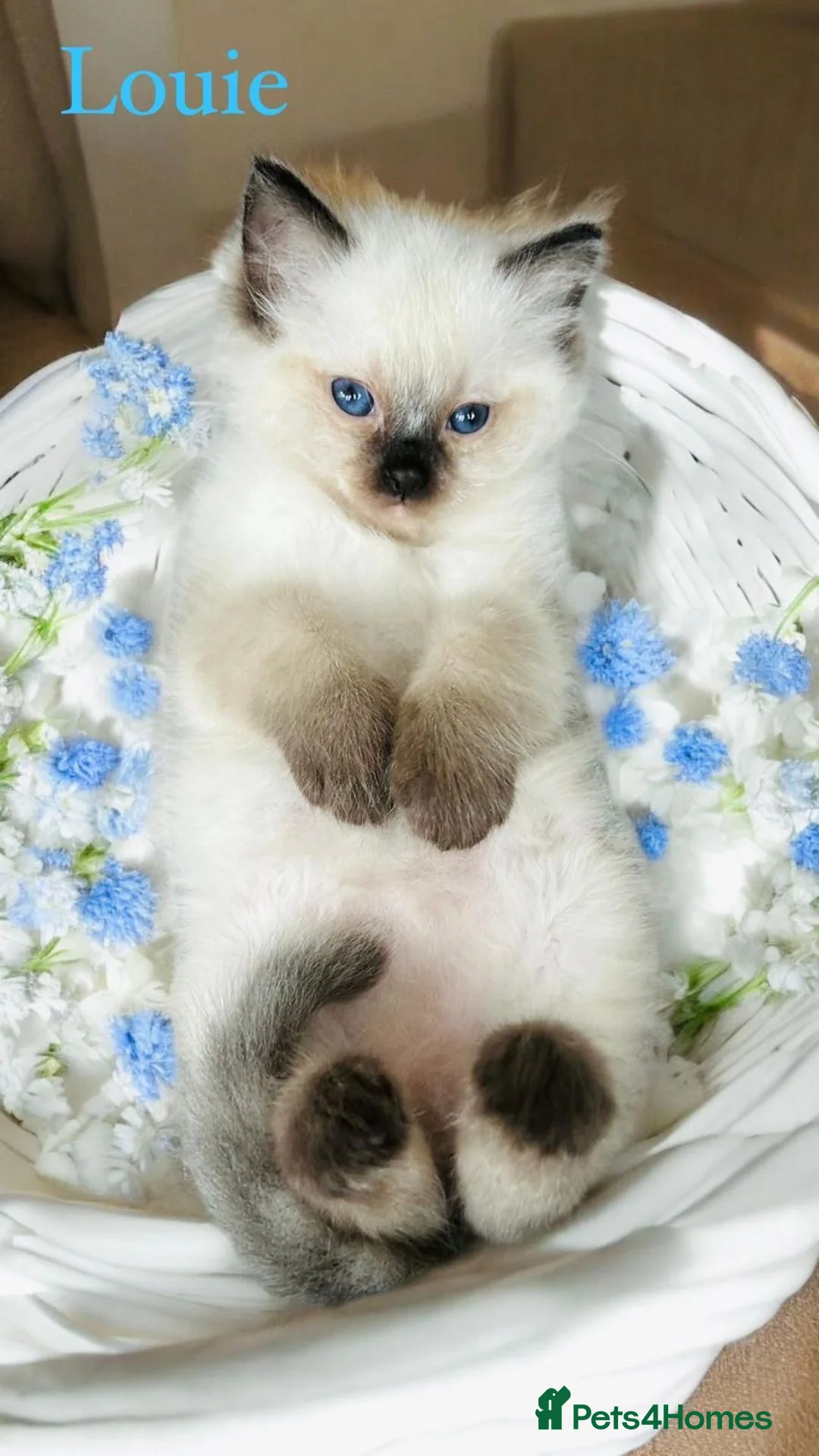 Ragdoll cats for stud: Blue point Ragdoll male for stud duty  in Purley - Advert 12