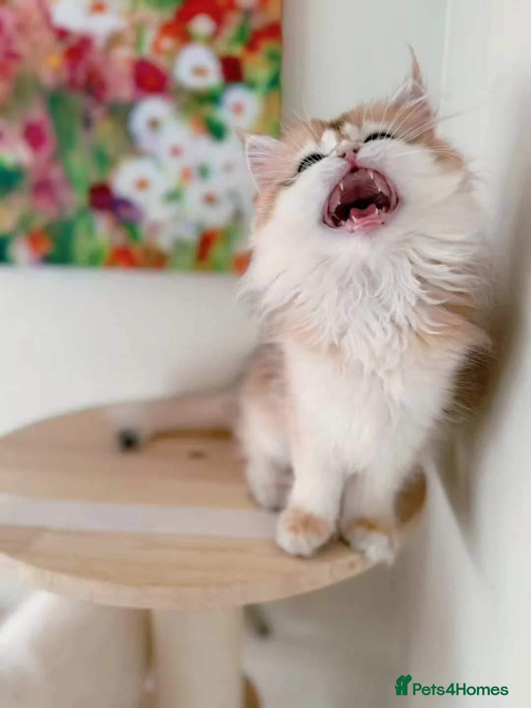 British Longhair cats for sale: Stunning Golden British Longhair Kittens - Advert 17