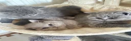 British Shorthair cats for sale: GCCF registered kitten - Advert 8