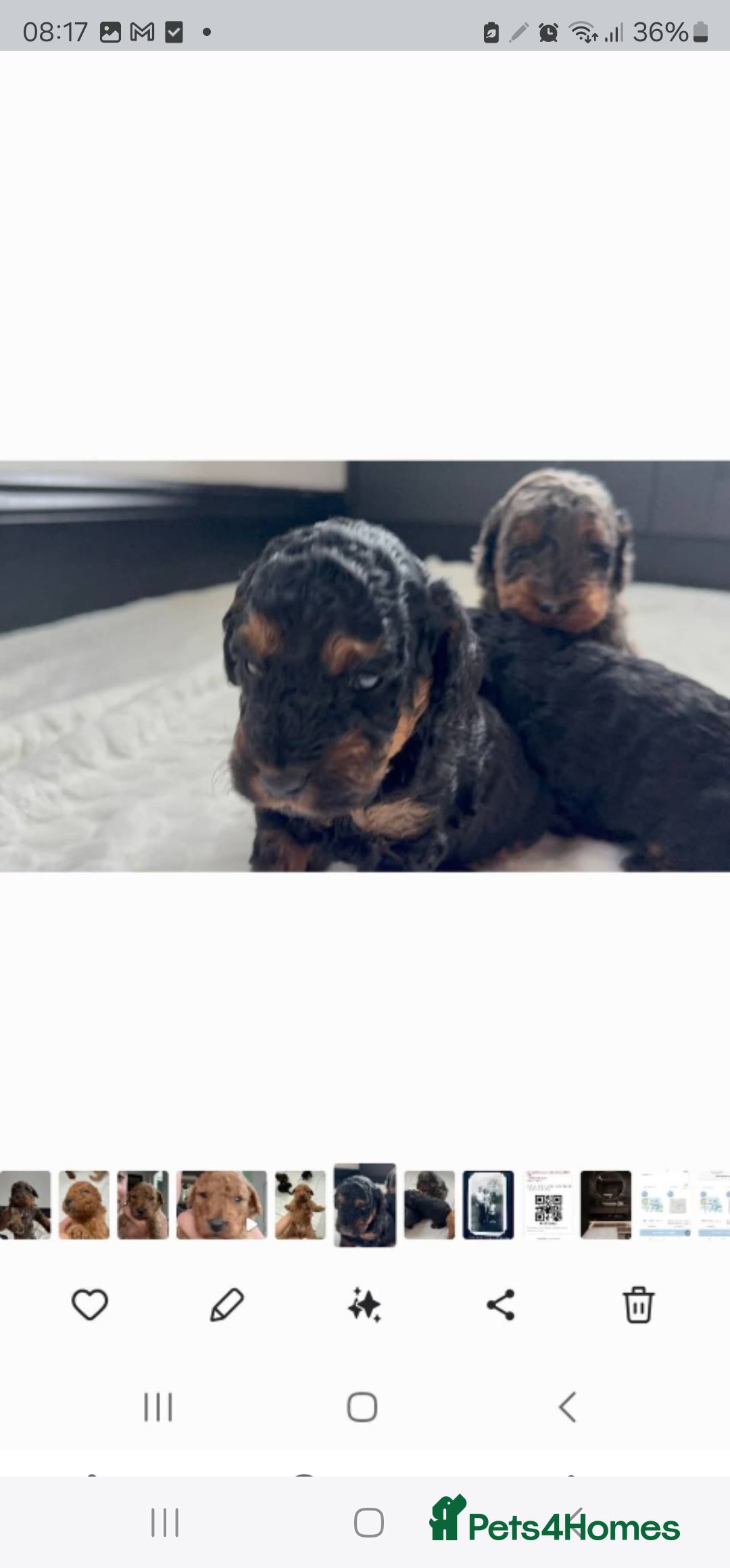 Cockapoo dogs for sale: F2 Cockapoo puppies for sale  - Image 22