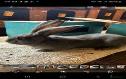 Continental Giant rabbits for sale: Merle colours  , rusian blue fur  - Image 30