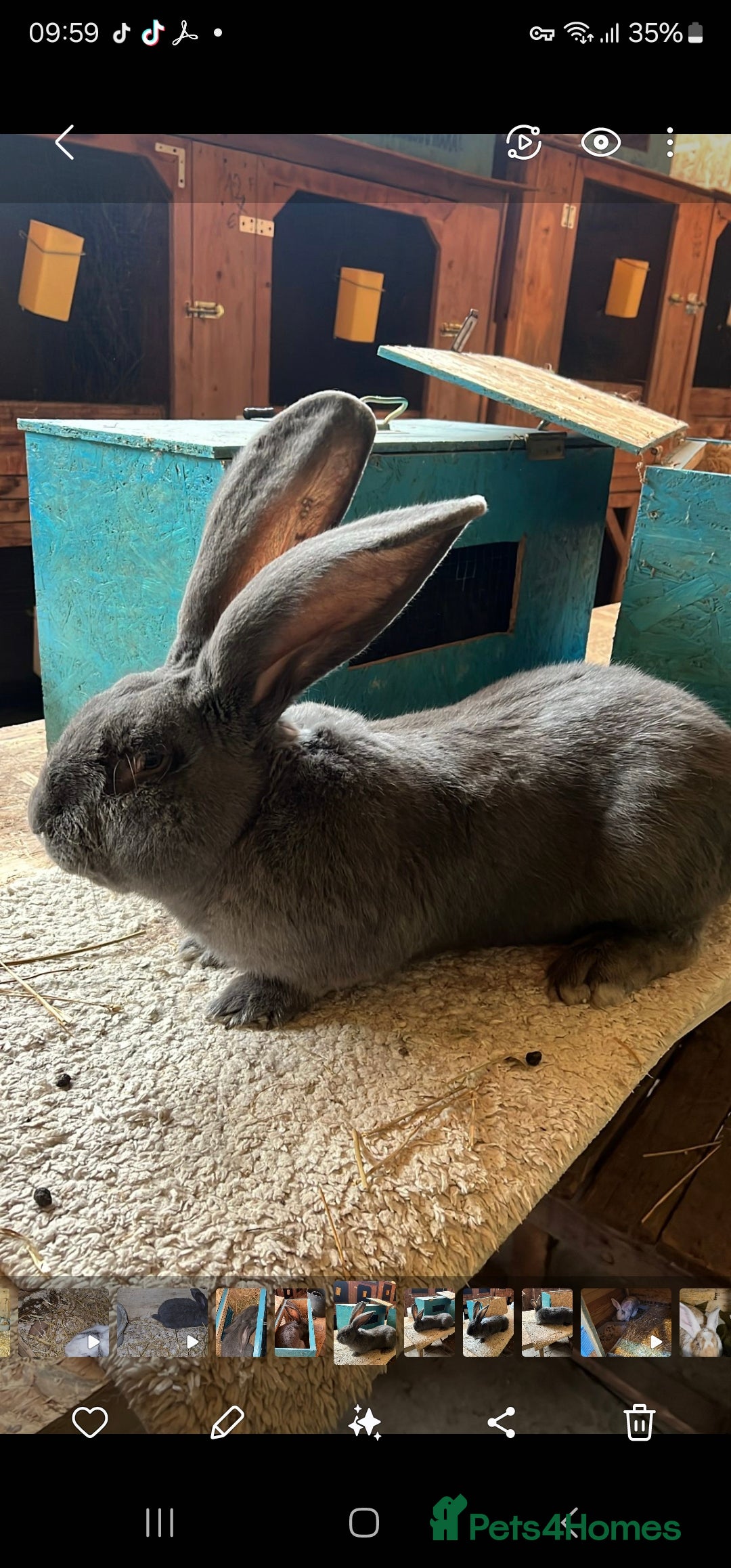 Continental Giant rabbits for sale: Merle colours  , rusian blue fur  - Image 30