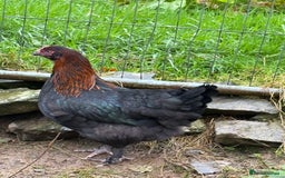 Chickens poultry for sale: Copper black marans pullets - Image 8