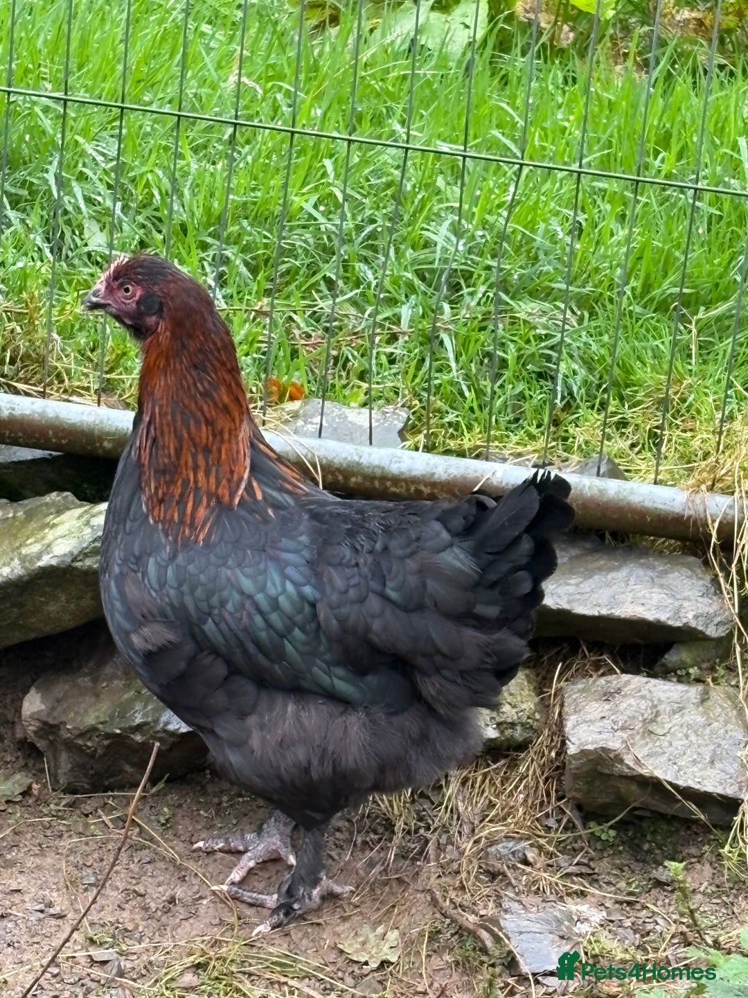 Chickens poultry for sale: Copper black marans pullets - Image 8