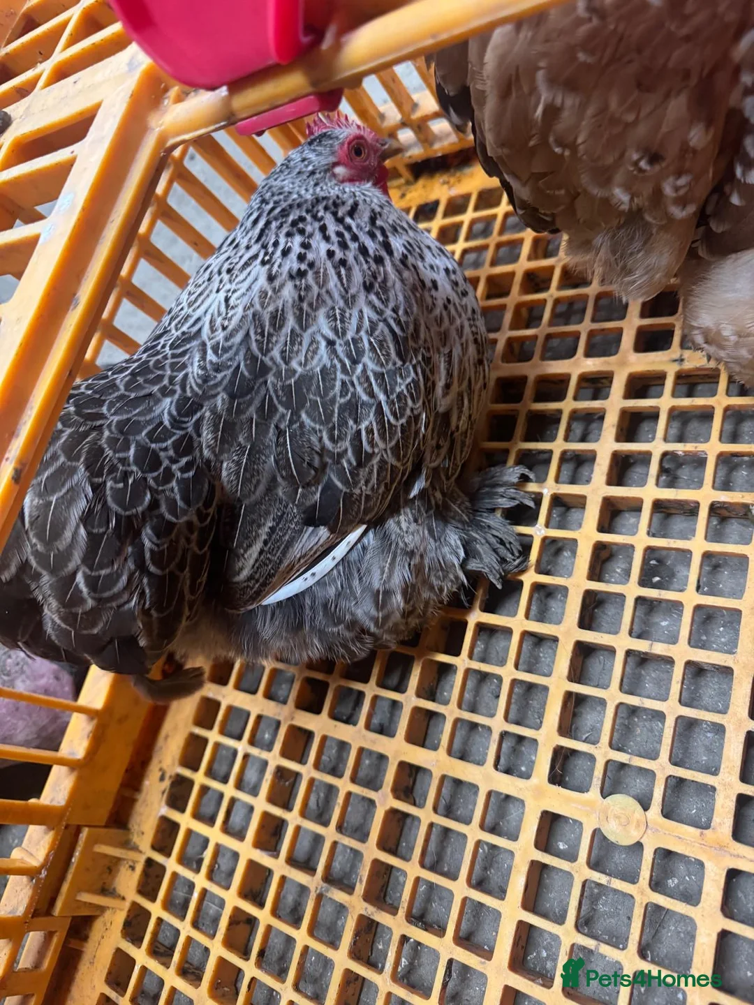 Chickens poultry for sale: Pekin bantam hens  - Advert 2
