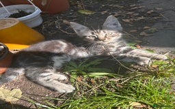 Ragdoll cats for sale: Ragdoll cross kittens (two available) - Image 1