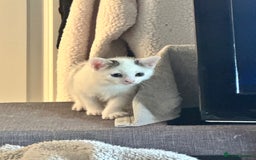 Mixed Breed cats for sale: Playful boys - Image 2