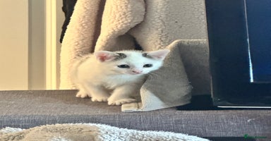 Mixed Breed cats - Advert 6