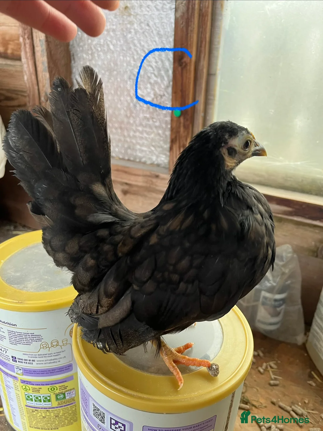 Chickens poultry for sale: Serama Hens & Cockerels - Advert 3