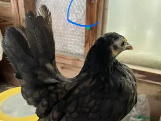 Chickens poultry Serama Hens & Cockerels - Advert 2