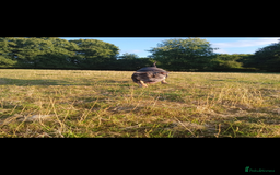 American Bully dogs for sale: American bully  - Image 3