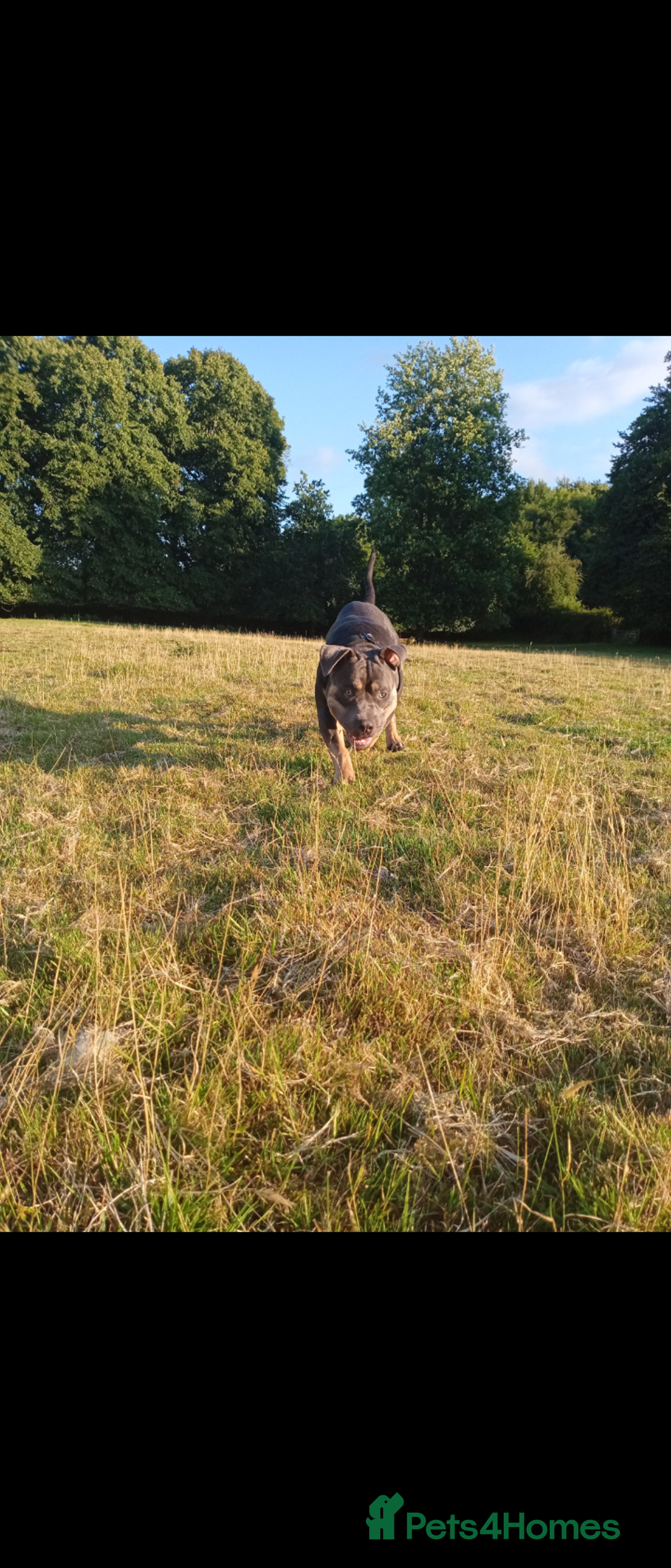 American Bully dogs for sale: American bully  - Image 3