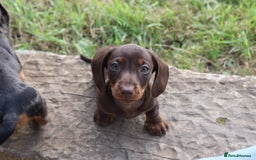 Miniature Dachshund dogs for sale: Stunning Miniature dachshunds ready now  - Image 12