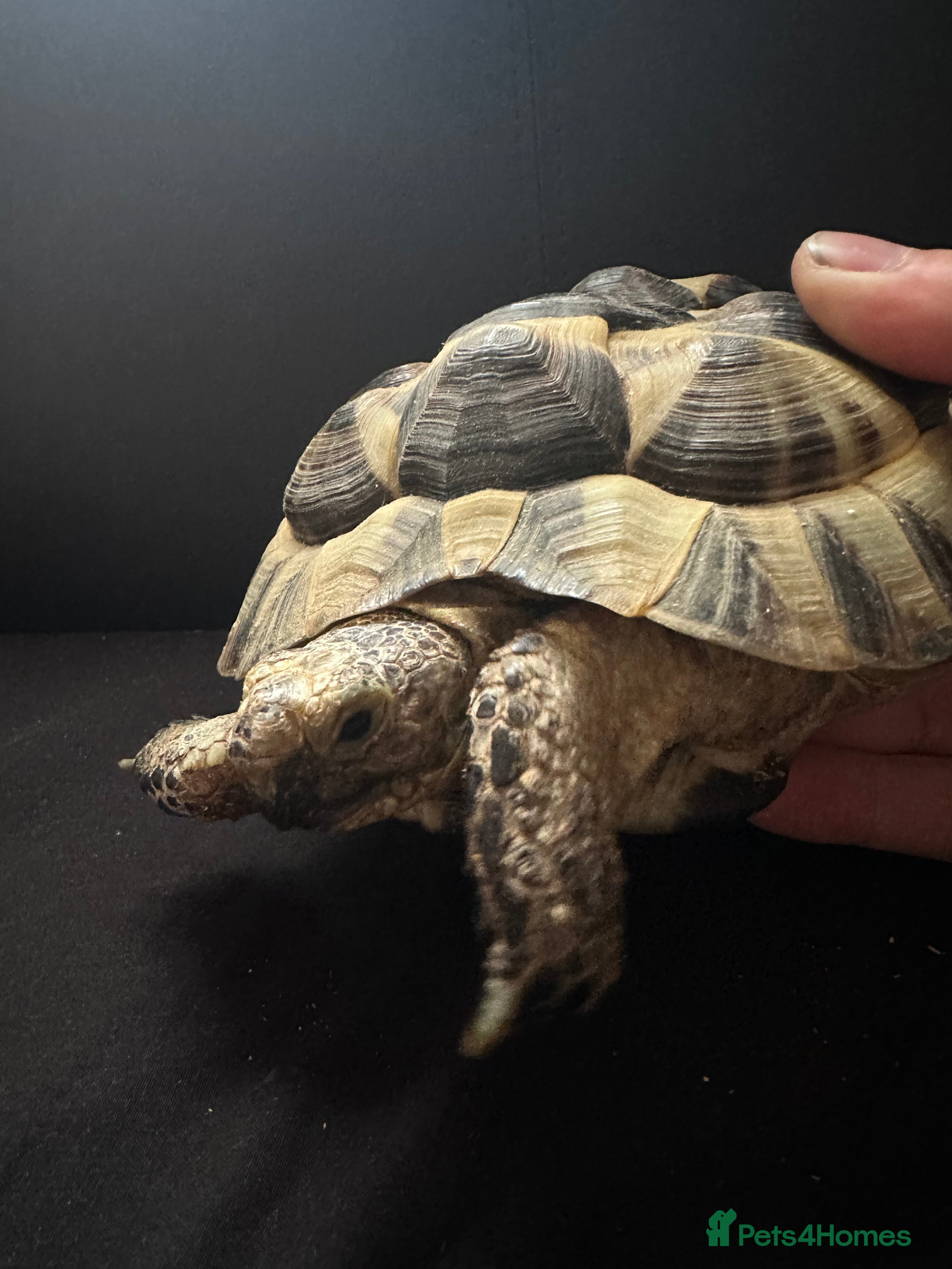 Tortoise reptiles Mediterranean Spur Thighed  - Advert 8