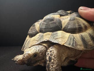 Tortoise reptiles Mediterranean Spur Thighed - Advert 5
