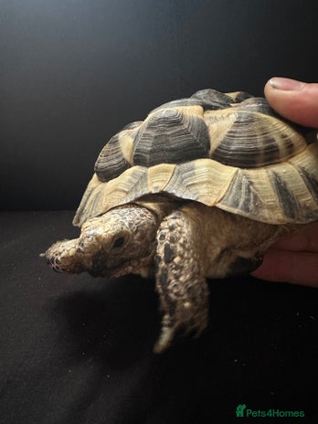 Tortoise reptiles Mediterranean Spur Thighed - Advert 1