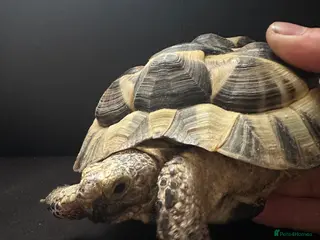 Tortoise reptiles Mediterranean Spur Thighed - Advert 6