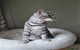 Bengal cats for sale: Silver Rosetted, Blue Silver Rosetted Bengal Girls - Image 8