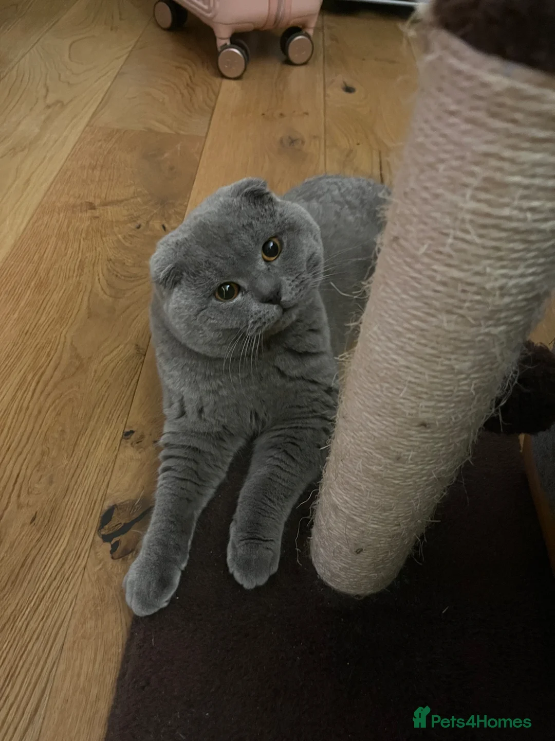 Scottish Fold cats for stud: Blue Scottishfold for Stud  - Advert 4