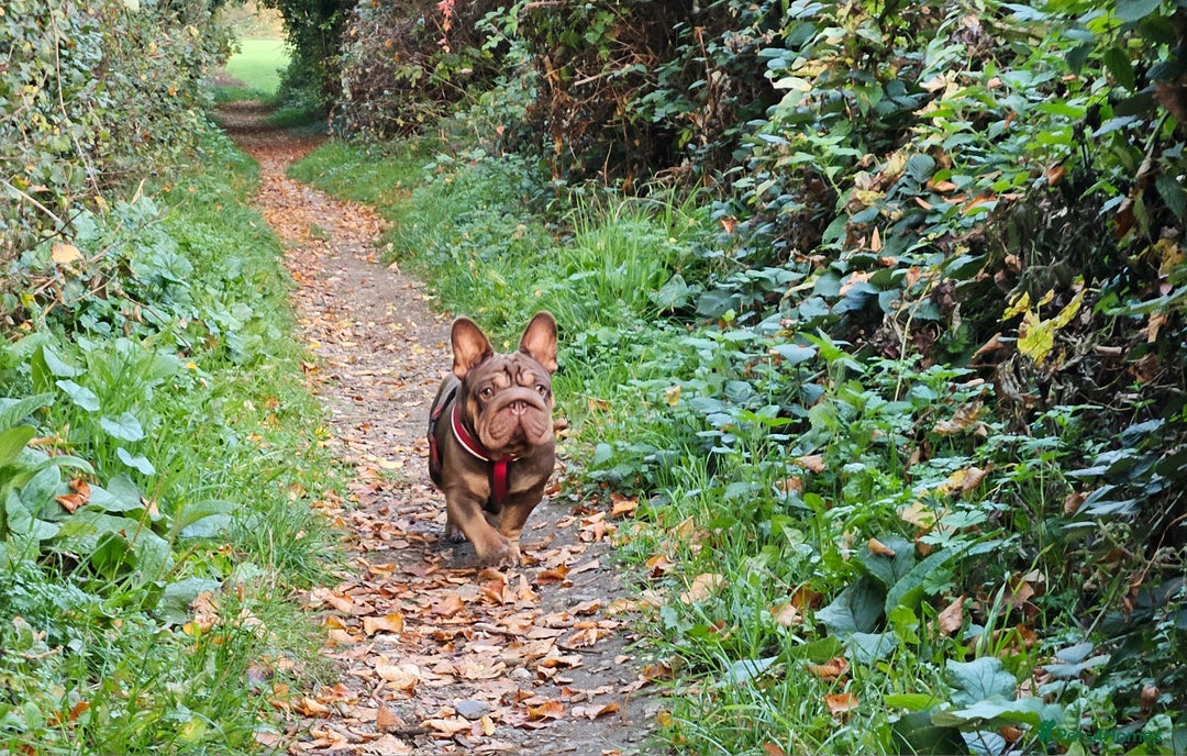 French Bulldog dogs for sale: Paris - Advert 6