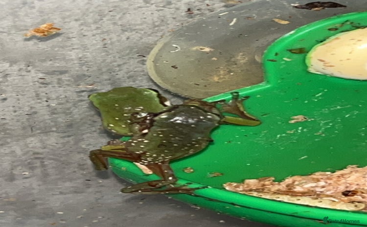 Frog reptiles - Advert 1