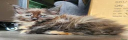 Maine Coon cats for sale: 6 Maine Coon kittens for sale  - Advert 17
