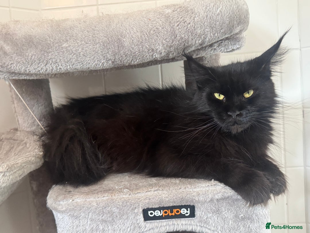 Maine Coon cats for sale: Female Pure mainecoon - Image 5