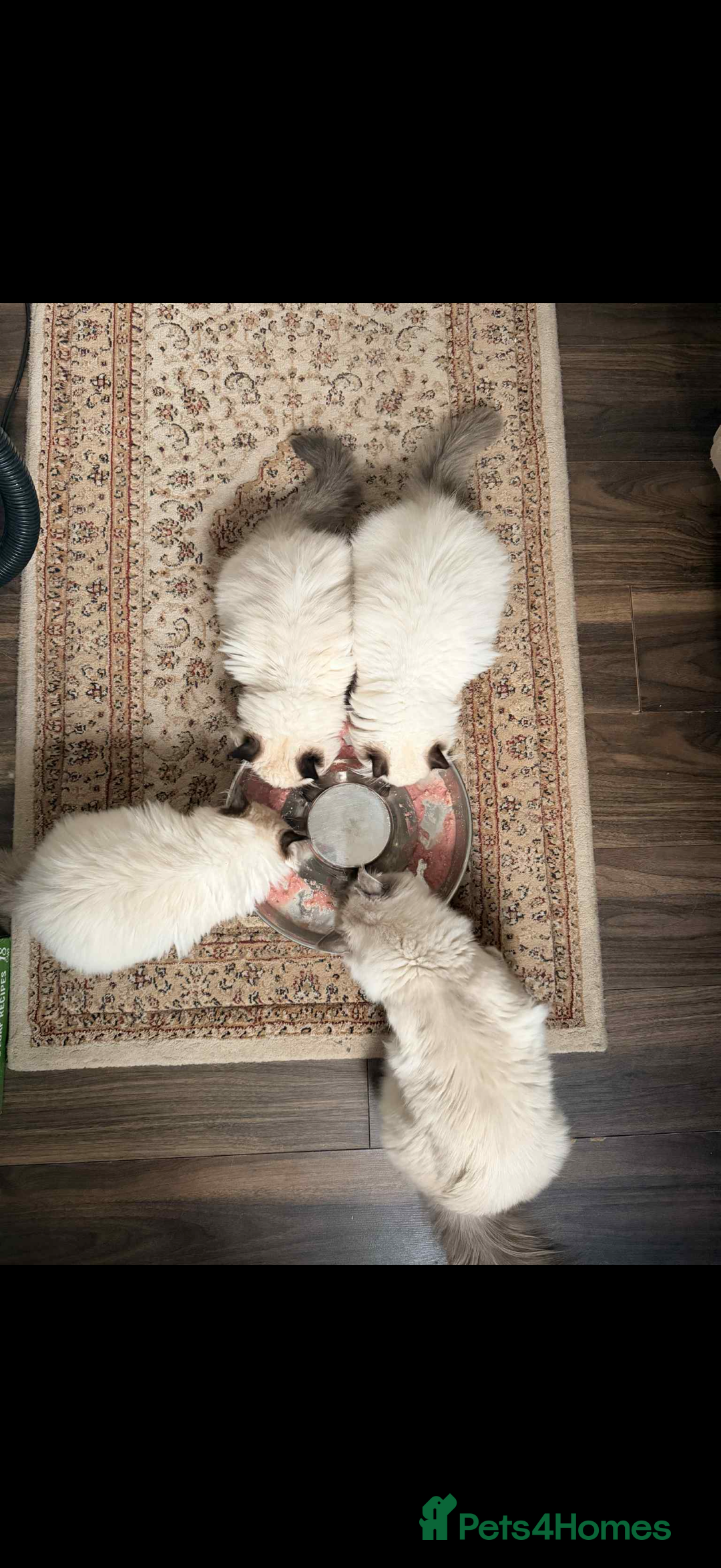 Ragdoll cats for sale: READY NOW 2 fluffy boys - Advert 3