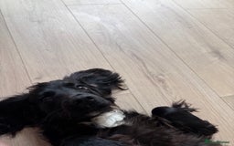 Mixed Breed dogs for sale: Sprocker pup  - Image 4