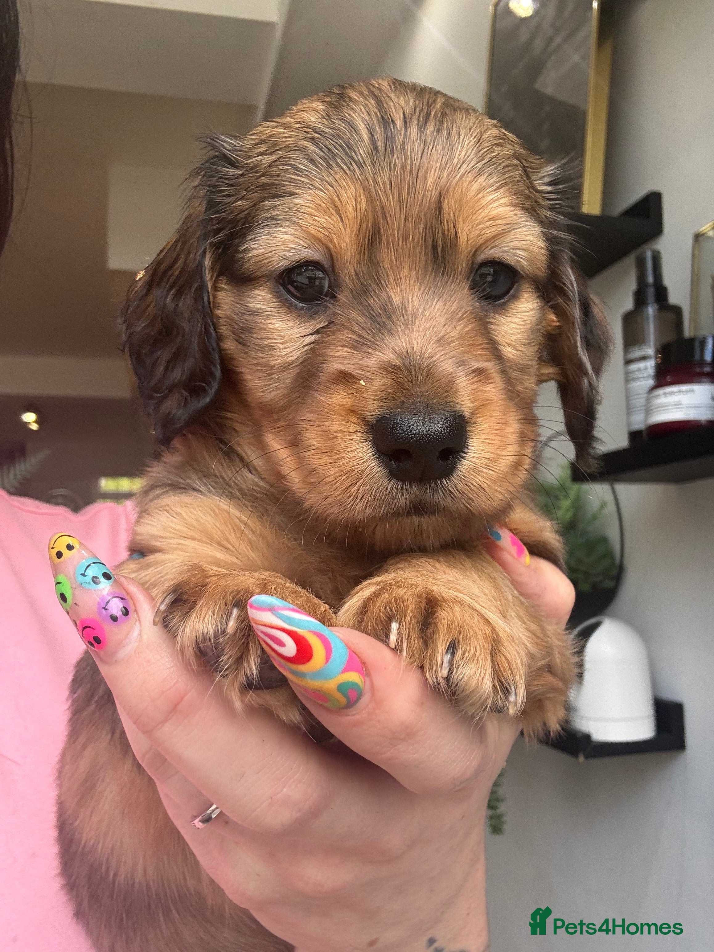 Miniature Dachshund dogs Price adjusted Stunning Miniature Dachshund Pups - Advert 2