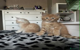 Maine Coon cats for sale: BEAUTIFUL FULL MAINE COON KITTENS AVAILABLE NOW 🐱 - Advert 3
