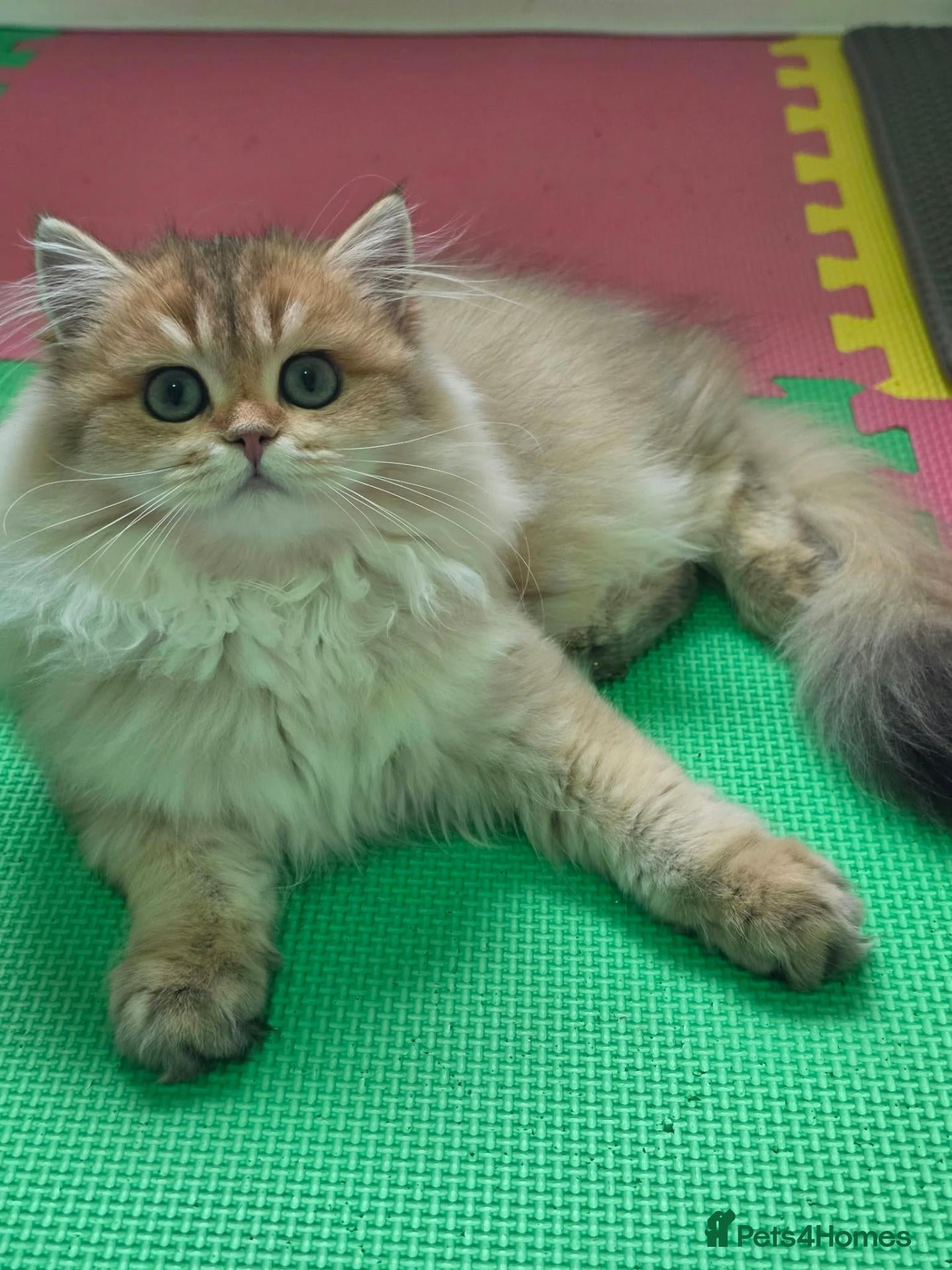 British Longhair cats for sale: 🌟 Stunning Golden Shaded British Longhair Girl 🌟 - Advert 1