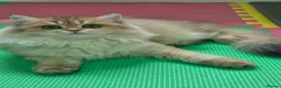 British Longhair cats for sale: 🌟 Stunning Golden Shaded British Longhair Girl 🌟 in Corby - Advert 6
