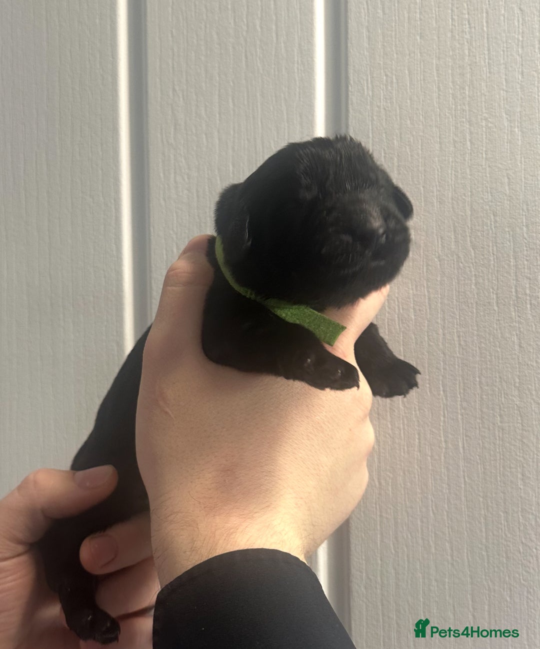 Newfoundland dogs for sale: Stunning Newfoundland Puppies Kc Reg 🐾 - Advert 11