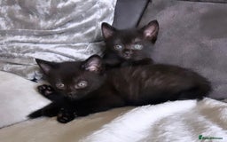 British Longhair cats for sale: PEDIGREE BRITISH SHORTHAIR KITTENS ! Ready to Go  - Image 2