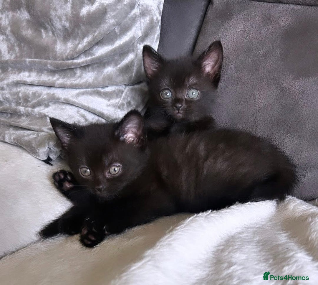 British Longhair cats for sale: PEDIGREE BRITISH SHORTHAIR KITTENS ! Ready to Go  - Image 2