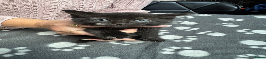 Mixed Breed Kitten 4