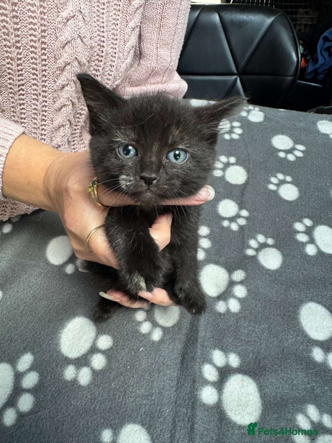 Mixed Breed cats for sale: Kittens available - females and males - Image 10