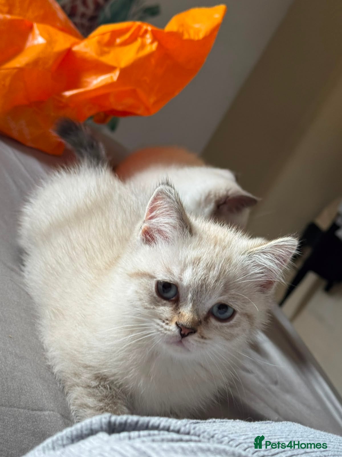 Scottish Fold cats Playful and Energetic kittens  - Advert 1