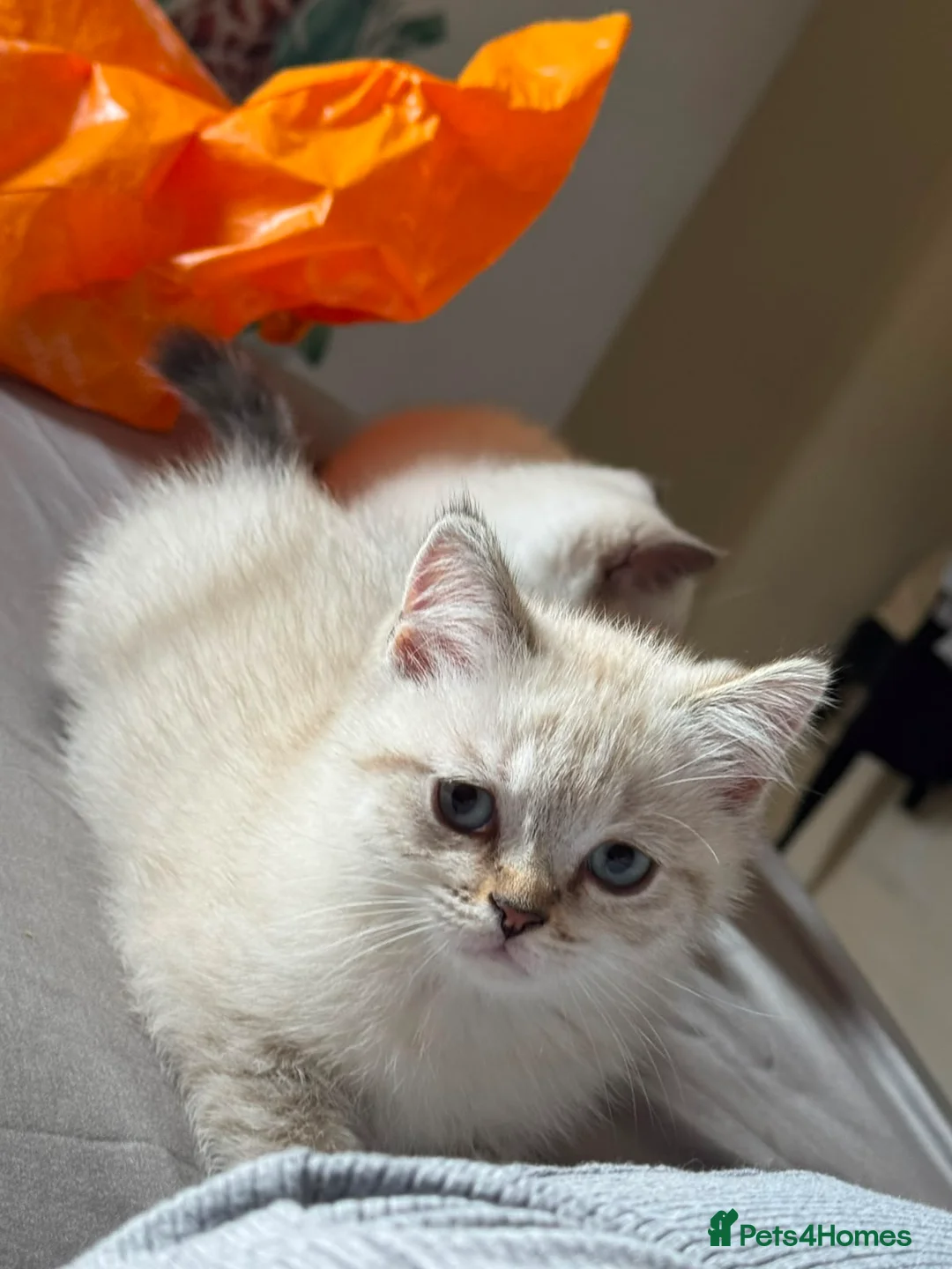 Scottish Fold cats for sale: Playful and Energetic kittens  - Advert 1