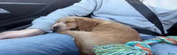 Cockapoo dogs for sale: Maxine (Max)  in Portsmouth - Advert 7