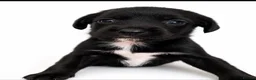 Springador dogs for sale: 3/4 springer 1/4 lab  - Advert 7
