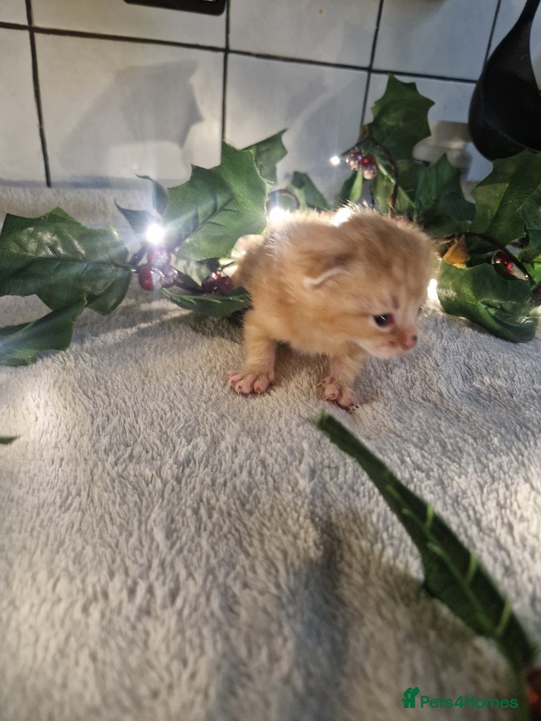 Mixed Breed cats for sale: 1 beautiful ginger&white kitten - Advert 11